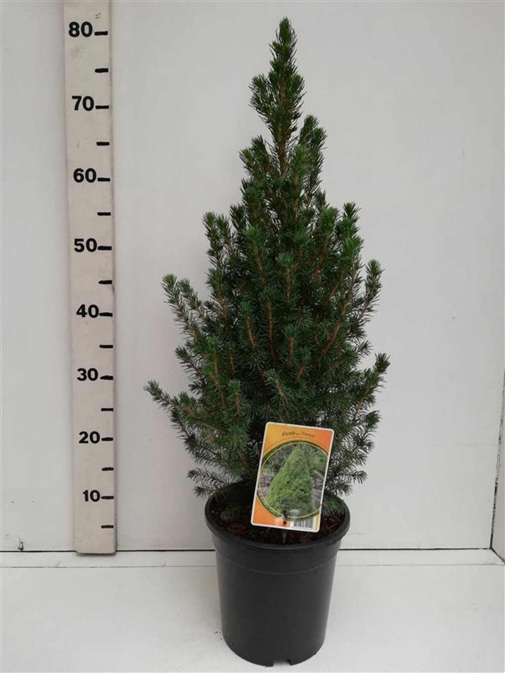 Picea gl. 'Conica' - C3 50-60 CM